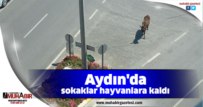  Aydın'da sokaklar hayvanlara kaldı  