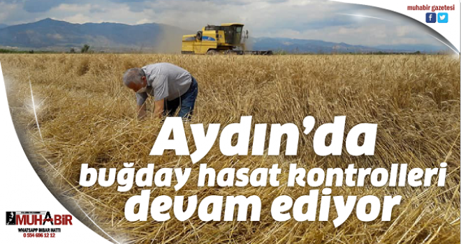  Aydın’da buğday hasat kontrolleri devam ediyor  