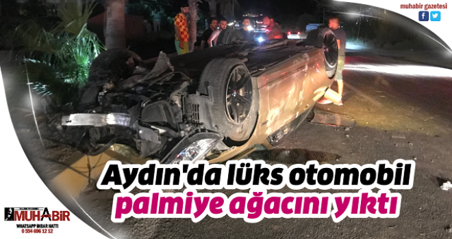 Aydın'da lüks otomobil palmiye ağacını yıktı  
