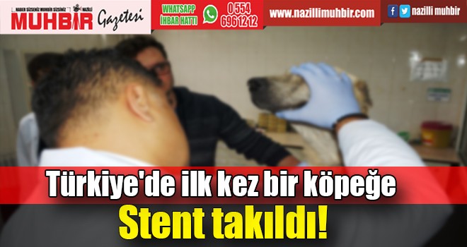 Türkiye’de ilk kez bir köpeğe stent takıldı
