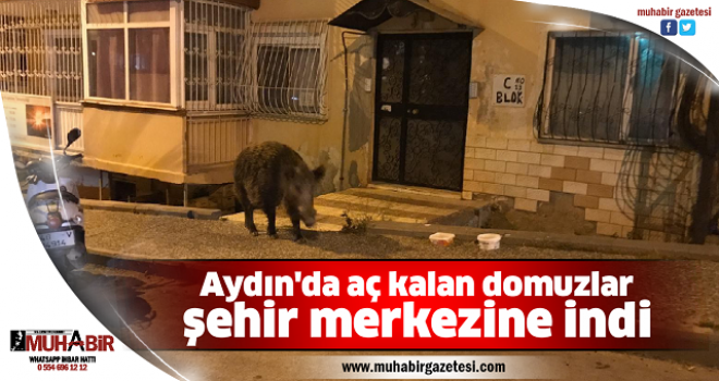  Aydın'da aç kalan domuzlar şehir merkezine indi