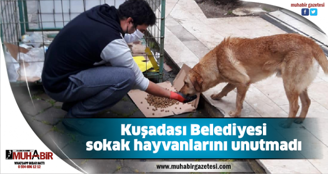 Kuşadası Belediyesi sokak hayvanlarını unutmadı  
