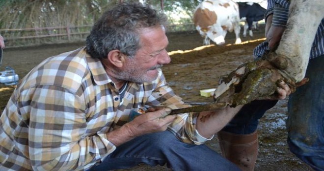 “Dışkı içinde; alınteri, emek”