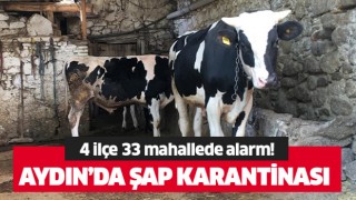 Aydın'da şap karantinası