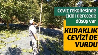 Ceviz hasadı başladı