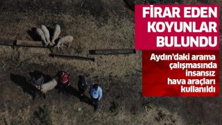 Firar eden koyunlar bulundu