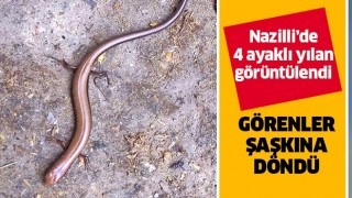 Nazilli'de 4 ayaklı yılan görüntülendi