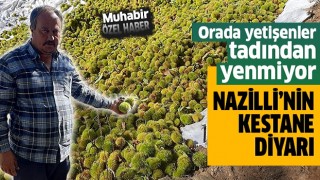 Nazilli’nin kestane diyarı