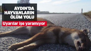 Aydın'da hayvanların ölüm yolu