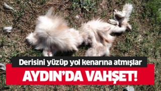 Aydın'da vahşet