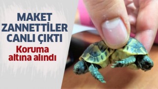 Bir turist tarafından bulundu