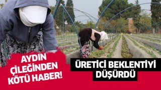 Çilekten kötü haber!