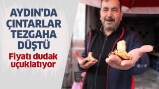 Çıntarlar tezgahlarda yerini aldı