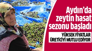 Zeytin hasat sezonu başladı