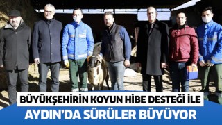 Büyükşehirin koyun hibe desteği ile sürüler büyüyor