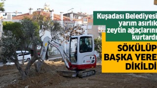 Kuşadası Belediyesi yarım asırlık zeytin ağaçlarını kurtardı