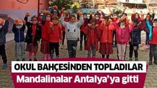 Mandalinaları, Antalya’daki yaşıtları ile paylaştılar