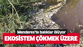 Menderes'te balıklar ölüyor