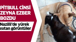 Nazilli'de yürek ısıtan görüntüler