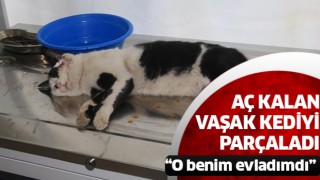 Aç kalan vaşak kediyi parçaladı