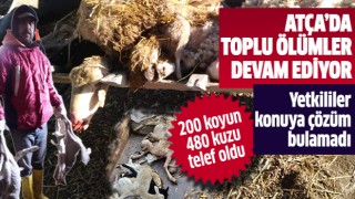 Atça'da toplu ölümler devam ediyor!