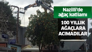 Nazilli'de ağaç katliamı