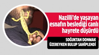 Nazilli’de yaşayan esnafın beslediği canlı hayrete düşürdü