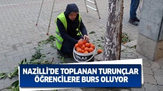 Nazilli’de toplanan turunçlar öğrencilere burs oluyor