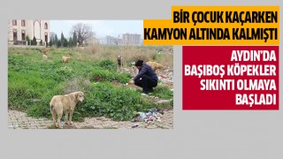 Aydı'da başıboş köpekler sıkıntı olmaya başladı