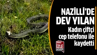 Nazilli'de dev yılan görüntülendi!