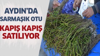 Aydın'da Sarmaşık otu yok satıyor