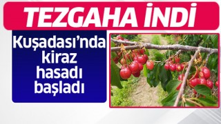 Kuşadası'nda kiraz hasadı başladı