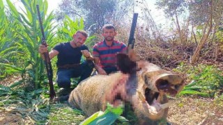 Aydın’da avcılar 250 kiloluk domuz vurdu
