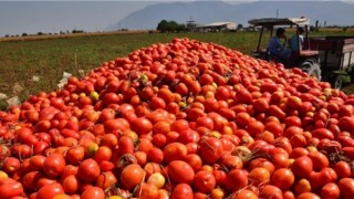 Aydın'da salçalık domatesler tezgahlara indi
