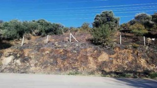 Aydın'daki yangında 100 dönüm arazi zarar gördü
