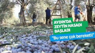 Aydın'da zeytin hasadı başladı