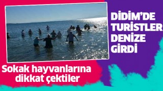 Didim'de yabancılar sokak hayvanları için denize girdi