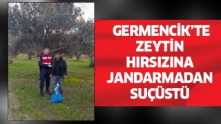 Germencik'te zeytin hırsızı suçüstü yakalandı