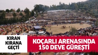 Koçarlı arenasında 150 deve kıran kırana güreşti