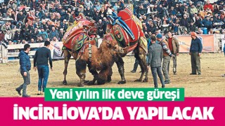 Yeni yılın ilk deve güreşi İncirliova'da yapılacak