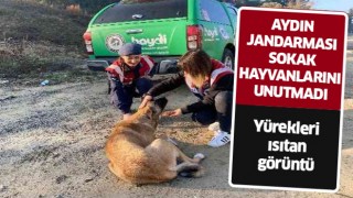 Aydın jandarması sokak canlarını unutmadı