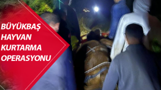 Aydın'da büyükbaş hayvan kurtarma operasyonu