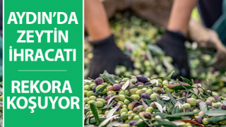 Zeytin sektörü ihracatta 1 milyar dolara koşuyor