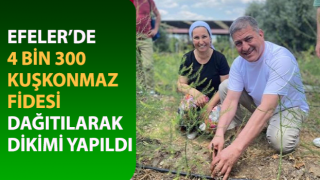 Efeler'de 4 bin 300 kuşkonmaz fidesi dağıtıldı