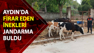 6 adet büyükbaş hayvanı jandarma ekipleri buldu