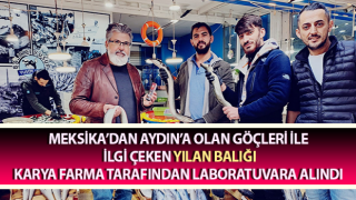 Yılan balıkları göçleri kadar besin değerleri ile de ilgi çekmeye başladı