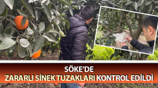 Aydın’da zararlı sinek tuzakları kontrol edildi