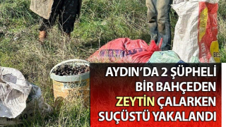 Germencik'te zeytin hırsızları suçüstü yakalandı