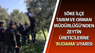 Zeytin üreticilerine budama konusunda uyarı,