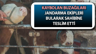 Germencik'te çalınan buzağılar bulundu